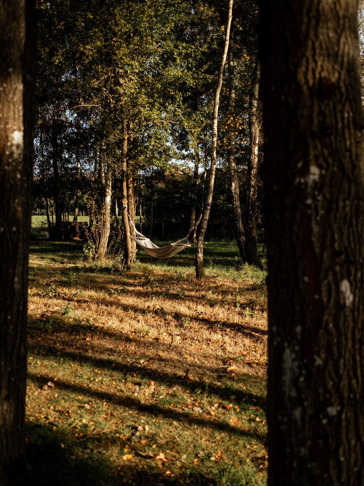Hamak zawieszony między drzewami w Ciekocino Park