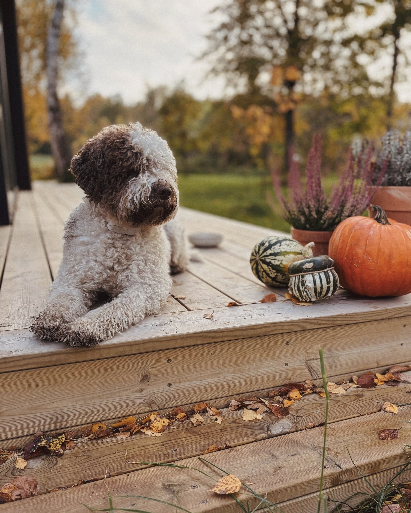 Pies rasy lagotto na tarasie Ciekocino Park